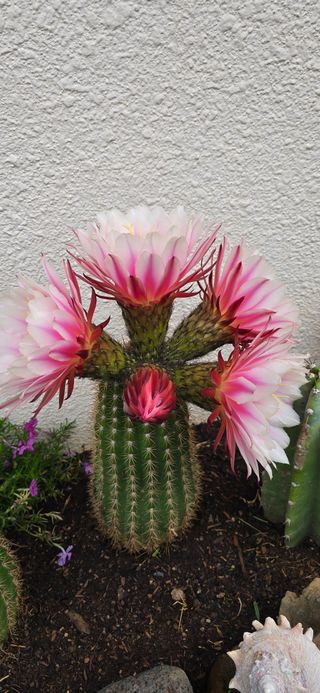 보문거사님의 자유주제 · 자유게시판 작성글 사진