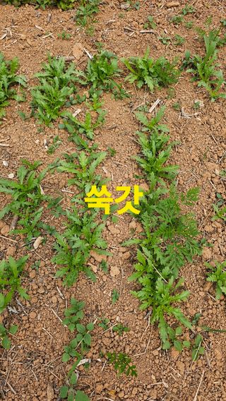 장철식님의 자유주제 · 사진전 작성글 사진