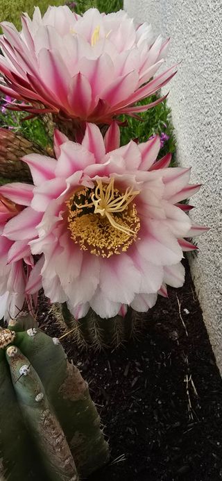 보문거사님의 자유주제 · 자유게시판 작성글 사진