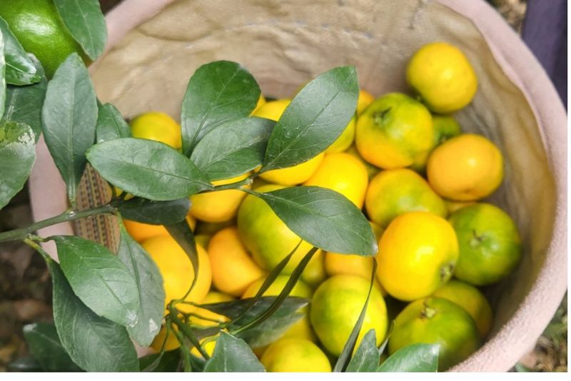 장터 상품 [제주 서귀포 감귤 3키로 산지무료직송] 썸네일