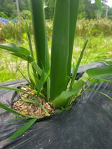 팜모닝 자유주제·자유게시판 게시글 이미지