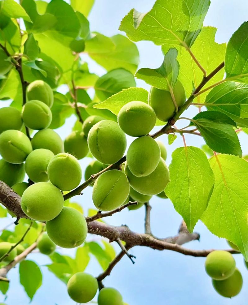 농부손녀님의 장터 판매 상품 [새콤달콤 큼직한 매실 청매실 ] 첨부 사진
