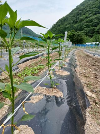 송명자님의 자유주제 · 자유게시판 작성글 사진