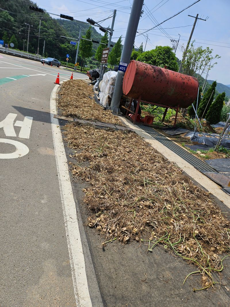 장터 상품 [쪽파종구 (씨앗)] 썸네일