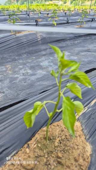 김진님의 자유주제 · 자유게시판 작성글 사진