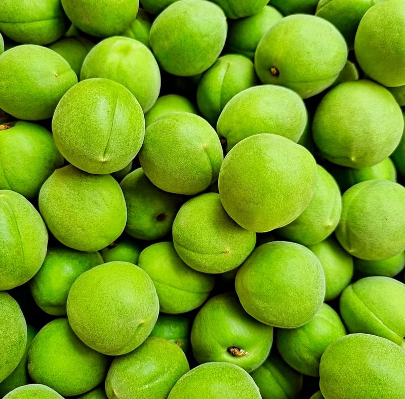 장터 상품 [새콤달콤 큼직한 매실 청매실 ] 썸네일