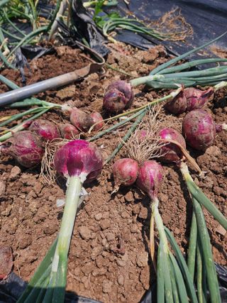 대구북구텃밭지기님의 자유주제 · 자유게시판 작성글 사진