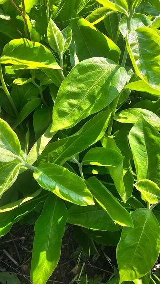 아지님의 농사, 무엇이든 물어보세요! · 참여글 작성글 사진