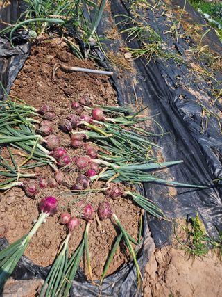 대구북구텃밭지기님의 자유주제 · 자유게시판 작성글 사진