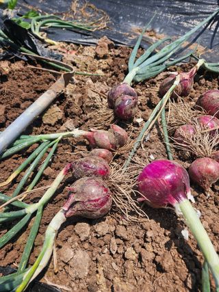 대구북구텃밭지기님의 자유주제 · 자유게시판 작성글 사진