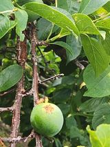 팜모닝 자유주제·자유게시판 게시글 이미지