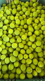 팜모닝 · 게시글 이미지