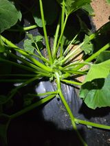 팜모닝 농사, 무엇이든 물어보세요!·참여글 게시글 이미지