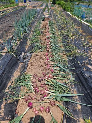 대구북구텃밭지기님의 자유주제 · 자유게시판 작성글 사진