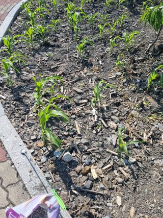 김용대님의 자유주제 · 자유게시판 작성글 사진