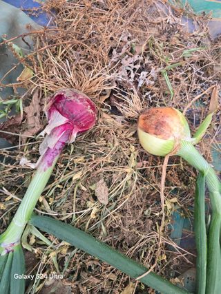 소병찬님의 자유주제 · 자유게시판 작성글 사진