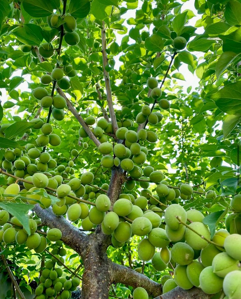 농부손녀님의 장터 판매 상품 [새콤달콤 큼직한 매실 청매실 ] 첨부 사진