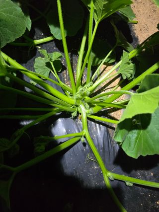 별장의텃밭농부님의 자유주제 · 자유게시판 작성글 사진