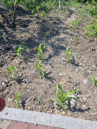 김용대님의 자유주제 · 자유게시판 작성글 사진