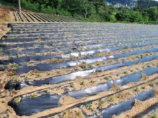 서상기 은퇴농장님의 자유주제 · 자유게시판 작성글 사진
