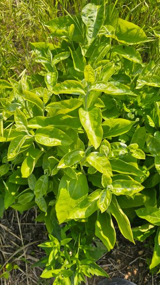 아지님의 농사, 무엇이든 물어보세요! · 참여글 작성글 사진