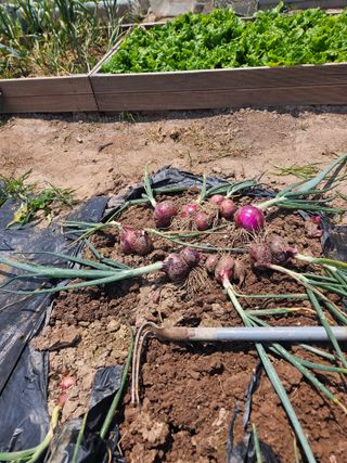 대구북구텃밭지기님의 자유주제 · 자유게시판 작성글 사진