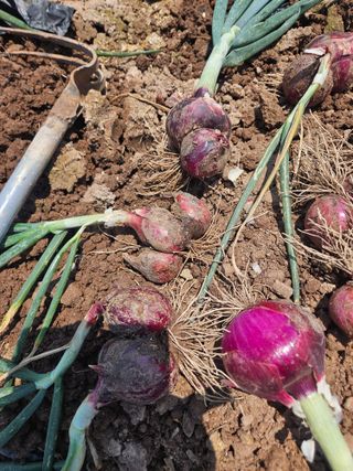 대구북구텃밭지기님의 자유주제 · 자유게시판 작성글 사진