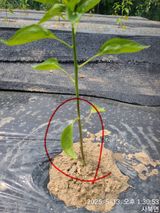 팜모닝 자유주제·자유게시판 게시글 이미지