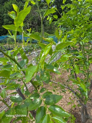 소병찬님의 자유주제 · 자유게시판 작성글 사진
