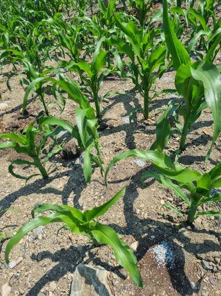 김용대님의 자유주제 · 자유게시판 작성글 사진