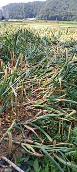 팜모닝 자유주제·자유게시판 게시글 이미지