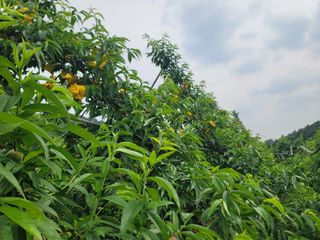 김안식~납작복숭아님의 자유주제 · 자유게시판 작성글 사진