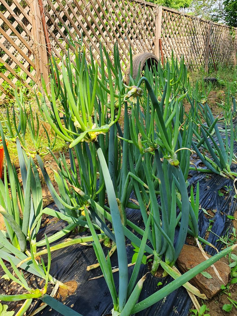 김재량  가을이야.님의 장터 판매 상품 [삼동대파10뿌리] 첨부 사진