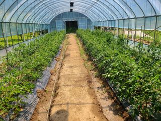 시금치7186님의 농사, 무엇이든 물어보세요! · 참여글 작성글 사진