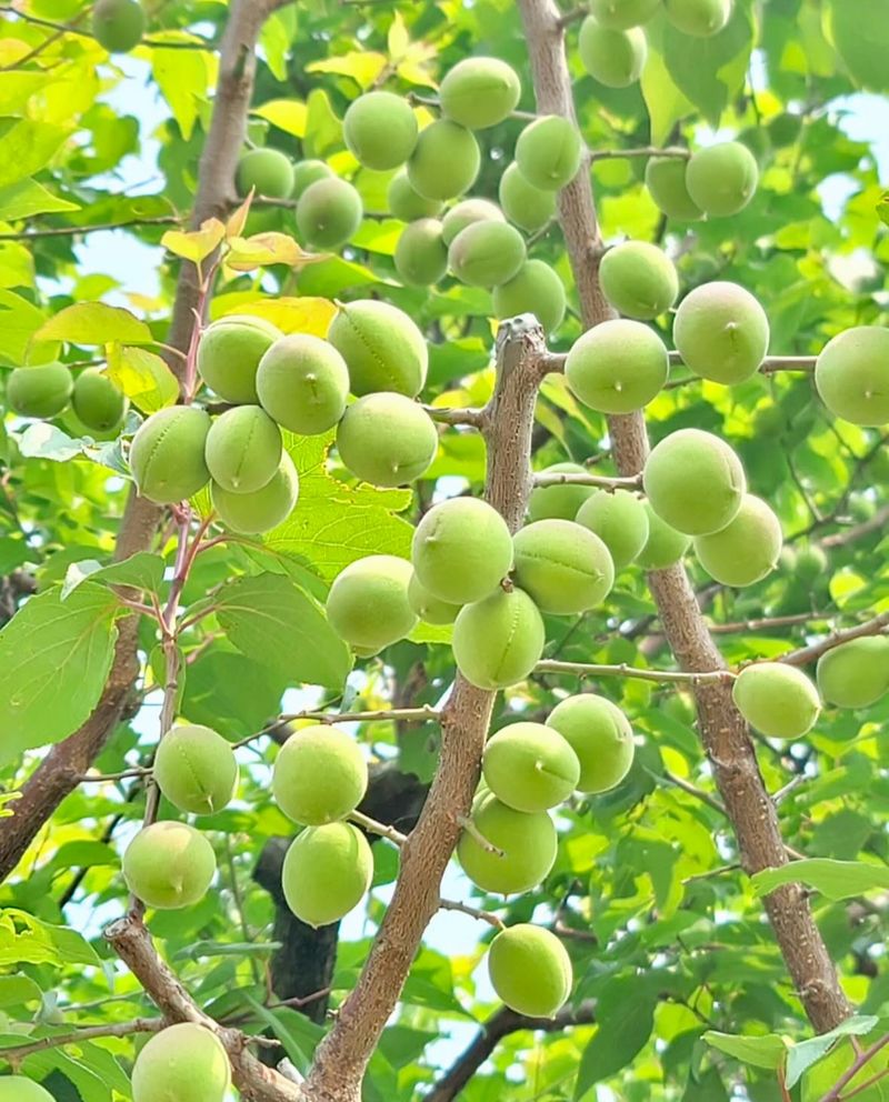 농부손녀님의 장터 판매 상품 [새콤달콤 큼직한 매실 청매실 ] 첨부 사진