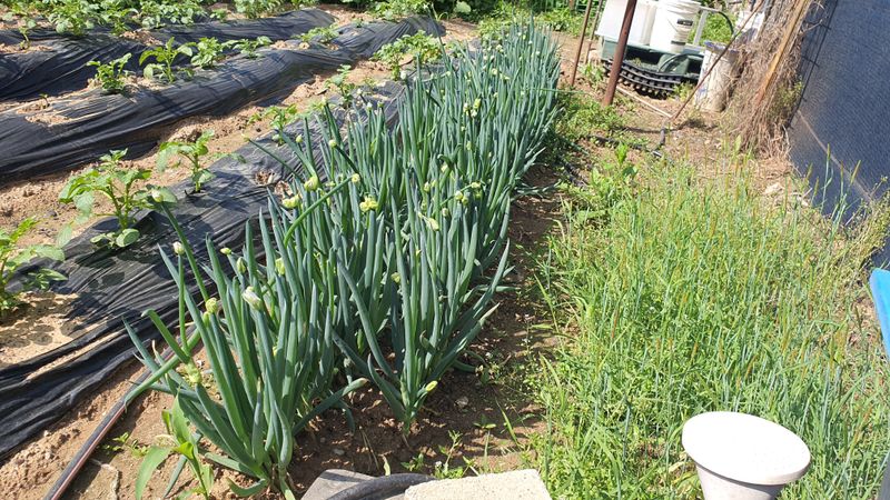 김재량  가을이야.님의 장터 판매 상품 [삼동대파10뿌리] 첨부 사진