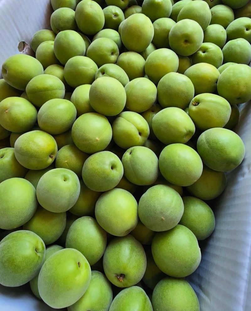 농부손녀님의 장터 판매 상품 [새콤달콤 큼직한 매실 청매실 ] 첨부 사진