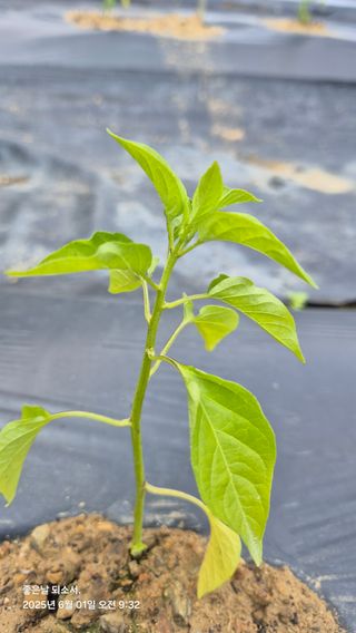 김진님의 자유주제 · 자유게시판 작성글 사진