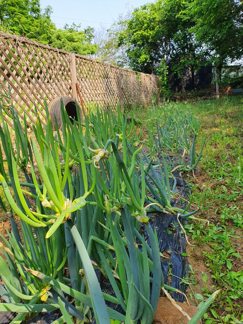 김재량  가을이야.님의 장터 판매 상품 [삼동대파10뿌리] 첨부 사진