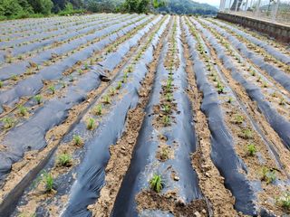서상기 은퇴농장님의 자유주제 · 자유게시판 작성글 사진