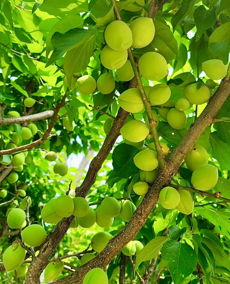 농부손녀님의 장터 판매 상품 [새콤달콤 큼직한 매실 청매실 ] 첨부 사진
