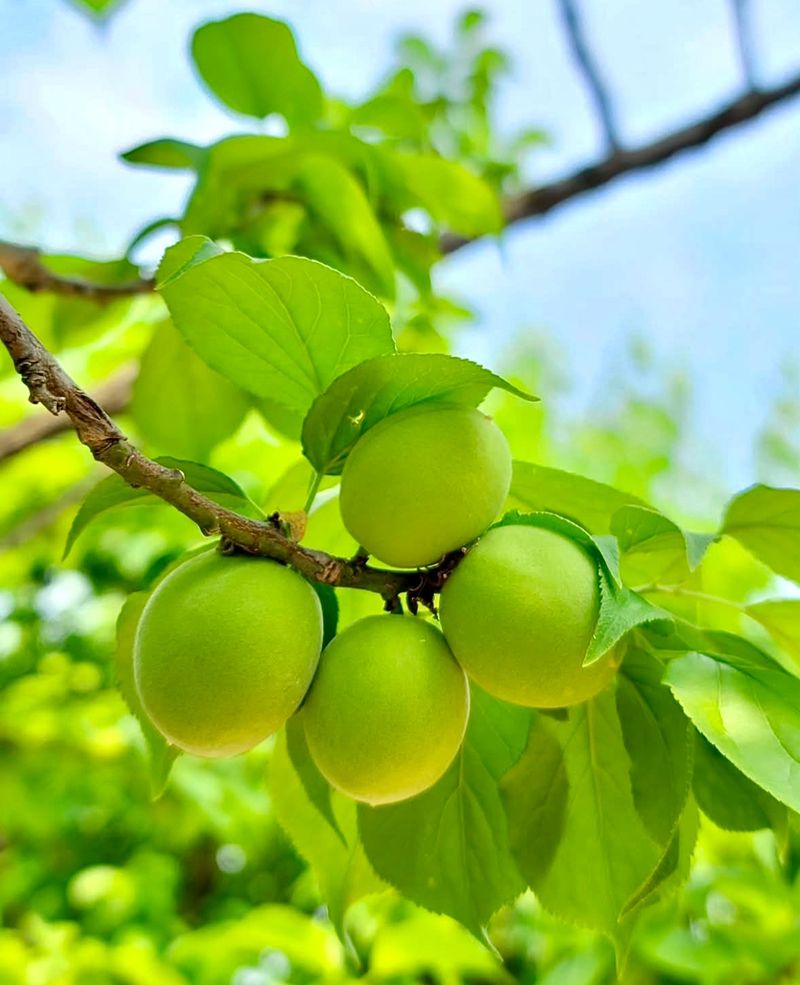 농부손녀님의 장터 판매 상품 [새콤달콤 큼직한 매실 청매실 ] 첨부 사진