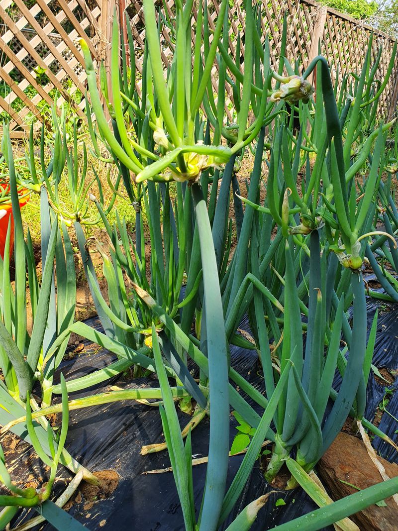 장터 상품 [삼동대파10뿌리] 썸네일