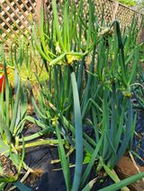 팜모닝 · 게시글 이미지