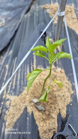 김진님의 자유주제 · 자유게시판 작성글 사진