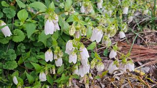 삼례텃밭지기님의 자유주제 · 자유게시판 작성글 사진