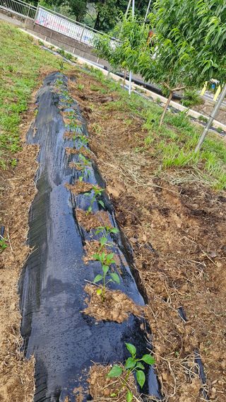 예스팜 청도님의 자유주제 · 자유게시판 작성글 사진