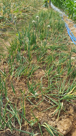 박순덕님의 자유주제 · 자유게시판 작성글 사진