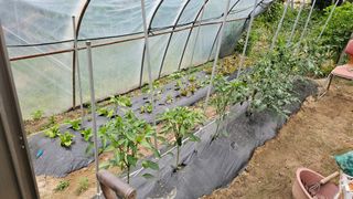 삼례텃밭지기님의 자유주제 · 자유게시판 작성글 사진