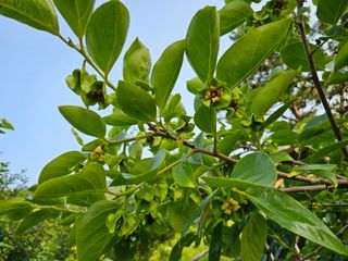 단감대봉 14598님의 작성글 사진